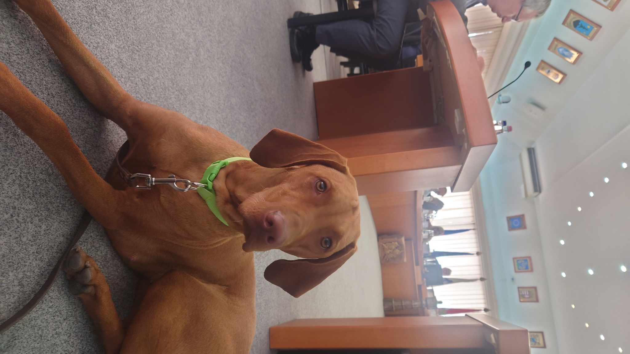 Rózi a testületi ülésen 