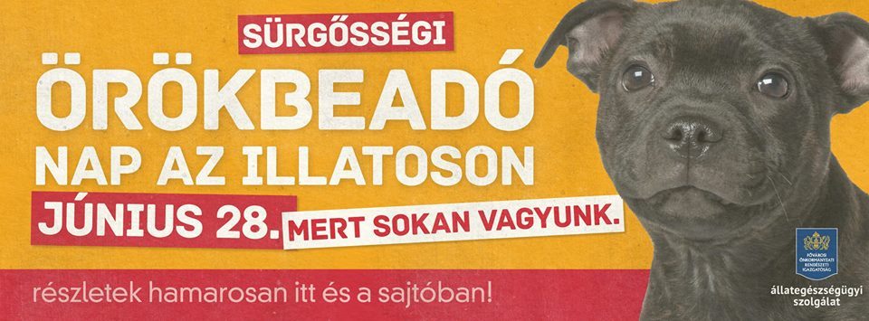 Sürgősségi Örökbefogadó Nap az Illatoson