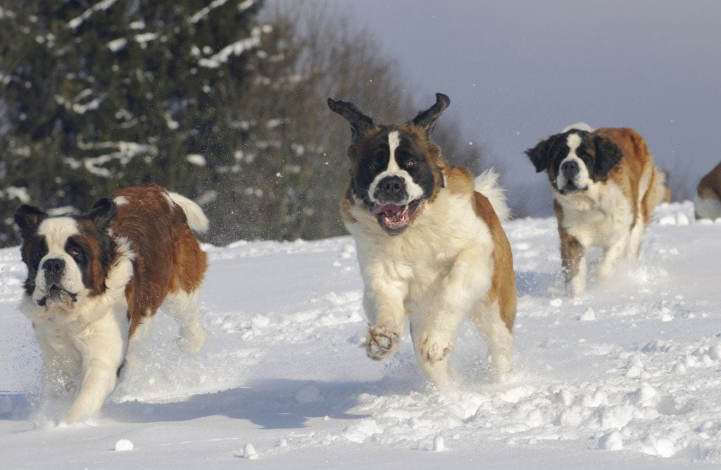 Kutyák és a tél - A hidegtűrő fajták télen vannak igazán elemükben