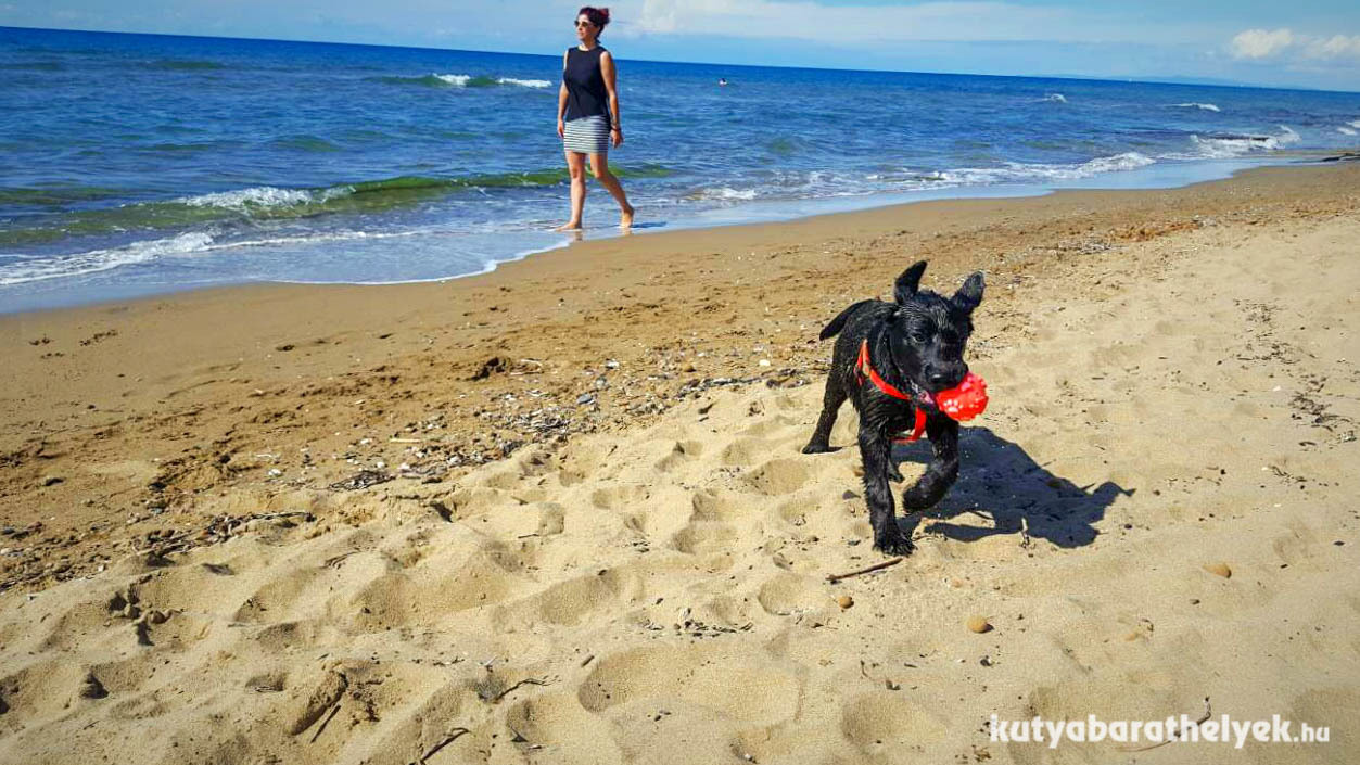 A nyári melegben a homok is rendkívül felforrósodik, ami megégetheti a kutya mancsát. Érdemes inkább elő- vagy utószezonban a tengerparta látogatni