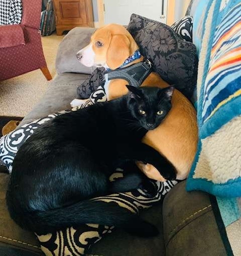 Boo, a beagle és legjobb barátja Jasper, a fekete macska