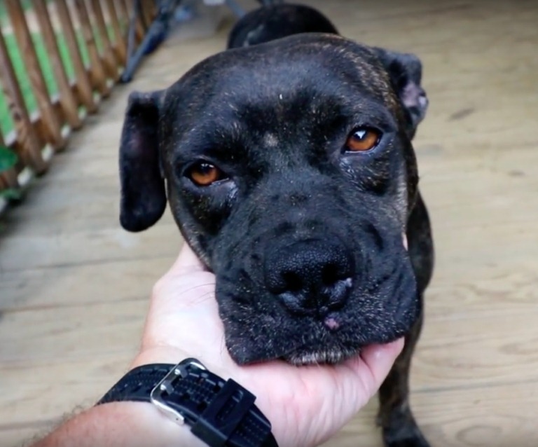 Megérezhette a sérült kutya, hogy segíteni fognak rajta