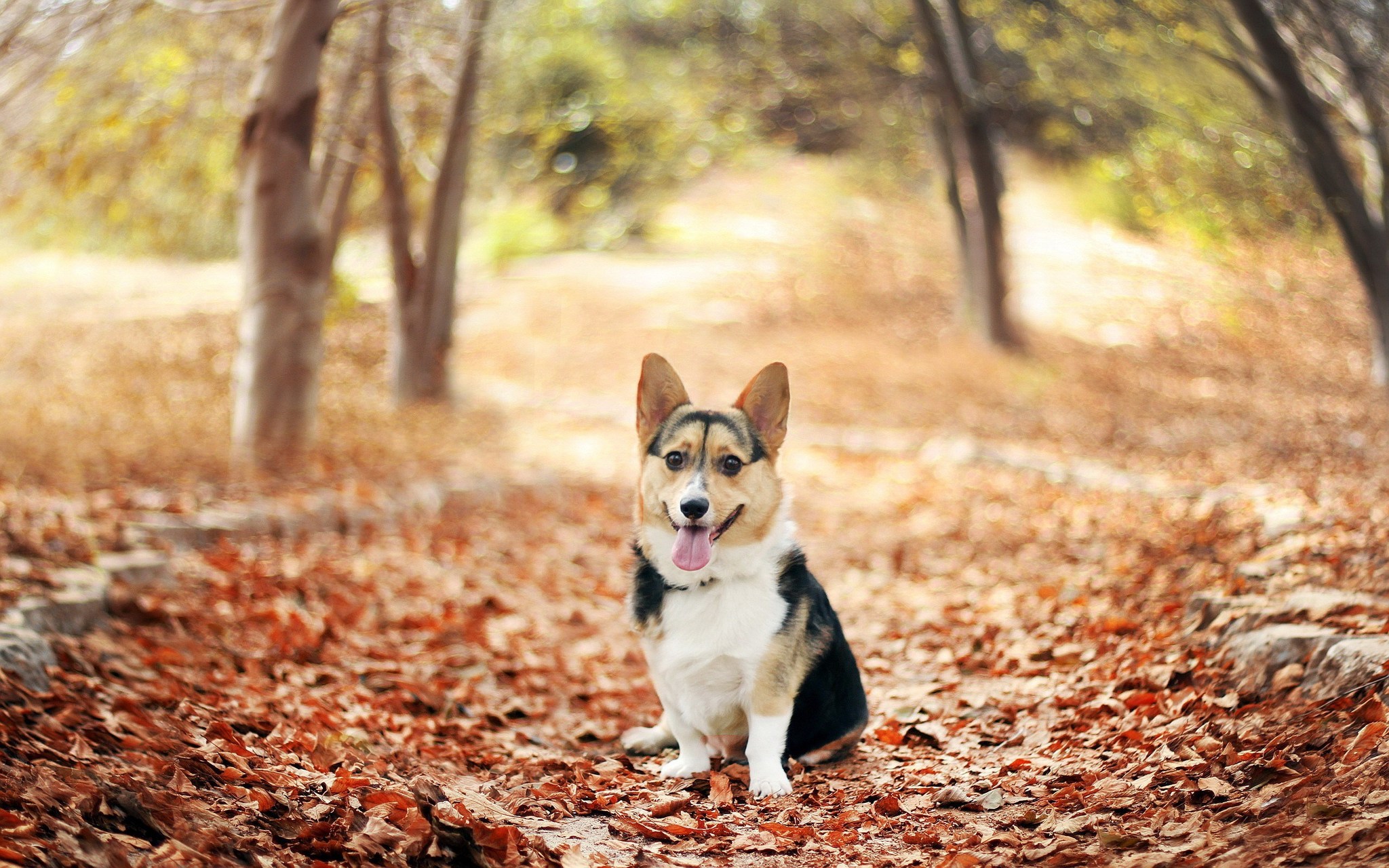 A hosszú őszi sétát, vagy kirándulást a kutyák is nagyon élvezik!