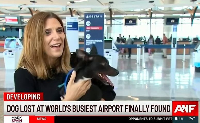 Három hét után találtak rá a reptéren elveszett kutyára