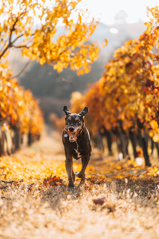 Az ősz egy átlagos kutyasétát is ki tud színezni: szakadj ki a megszokott útvonalról, fedezz fel új helyeket kutyáddal!