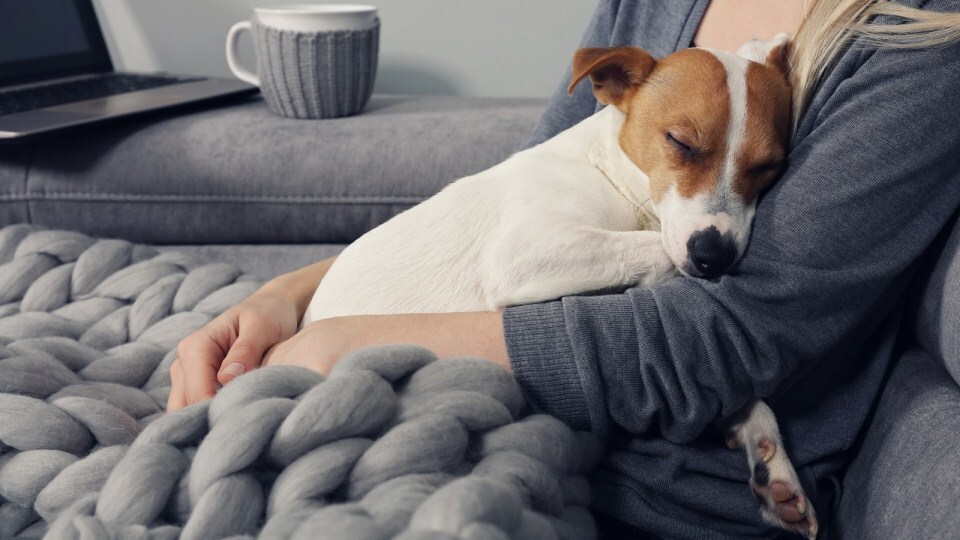 Édes a pihenés - A kutyák számára létfontosságú a pihentető, jó alvás