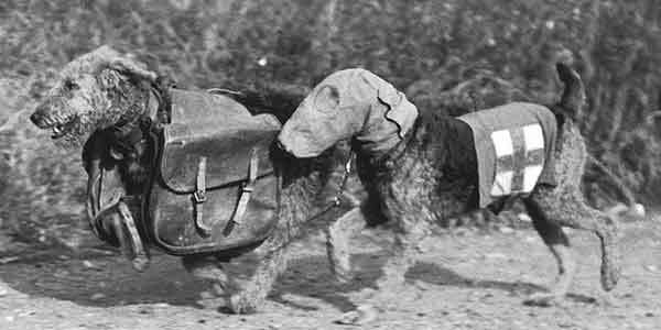 Kutyák az első világháborúban - vöröskeresztes airedale terrierek
