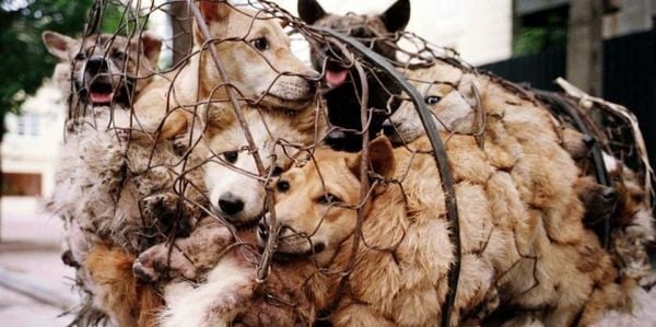 Dél-Koreában egymillió kutyát ölnek meg évente a húsukért