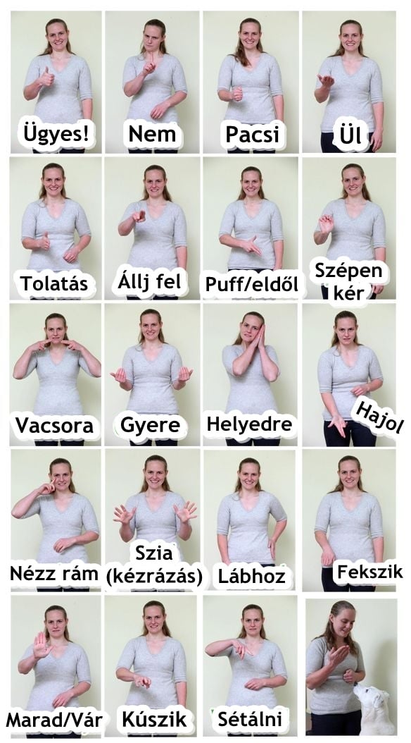 Süket vagy hallásproblémás kutya esetében egyaránt hasznos lehet a jelnyelv tanítása kézjelekkel