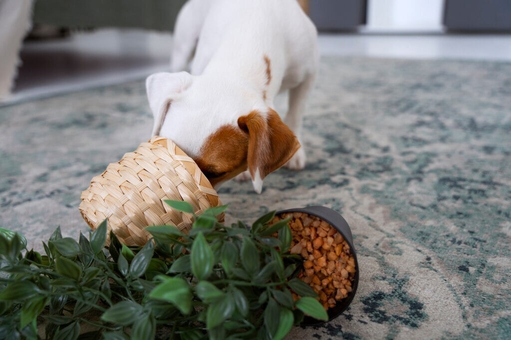 A kutyák gyakran olyan dolgokat is megesznek, amik nem minősülnek ehetőnek