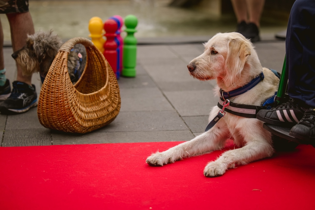 A jótékonysági tombola bevételét a terápiás, hangjelző- és mozgássérültsegítő-kutyáikkal foglalkozó, Kutyával az Emberért Alapítvány részére ajánlották fel