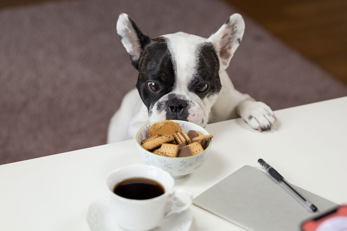 Kutyák és a koffein - A kávé mellé szokásos édességek, kekszek és sütemények is tartalmazhatnak káros összetevőket