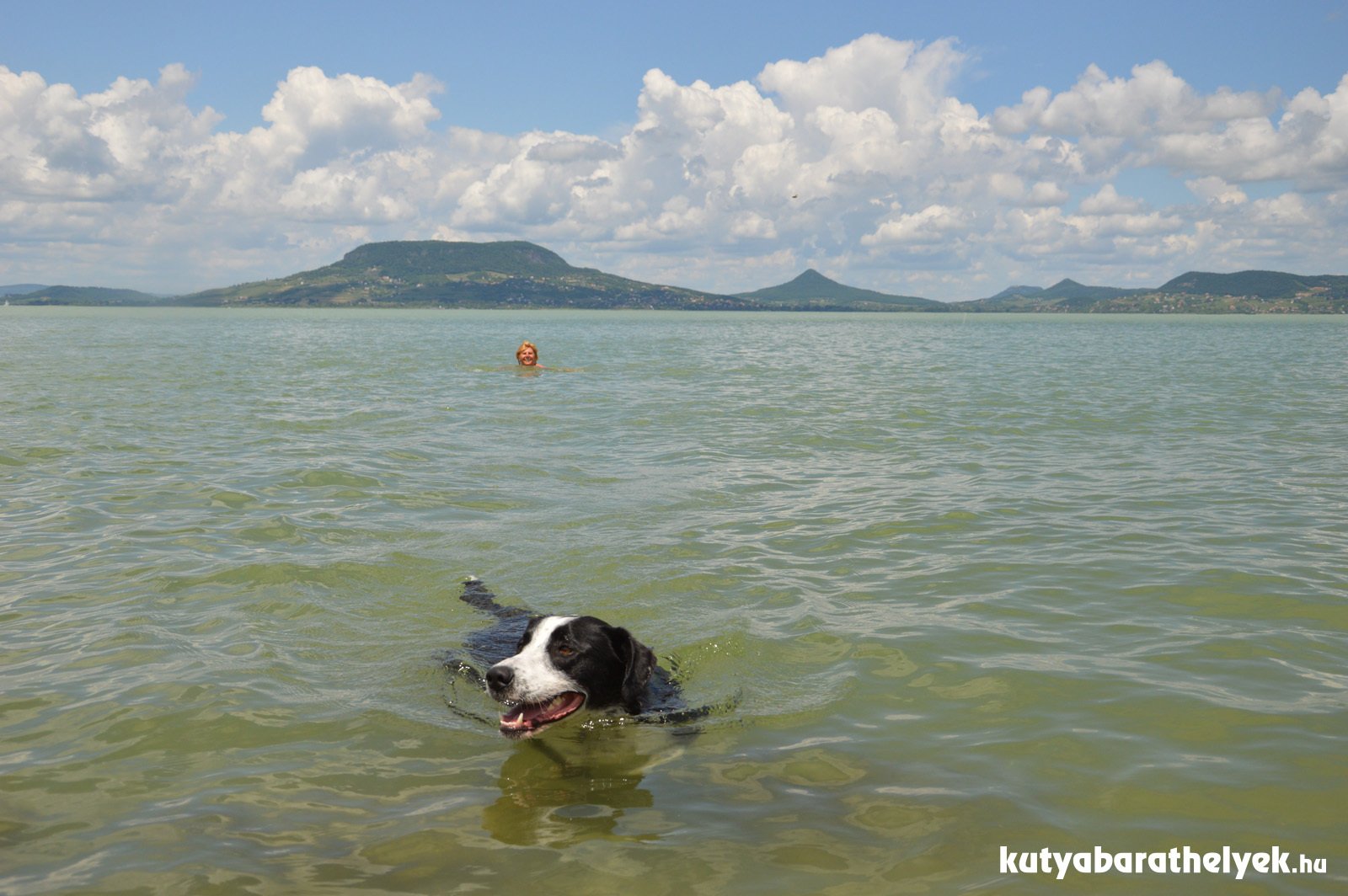 Már úszkálhatnak a kutyák a Balatonban is