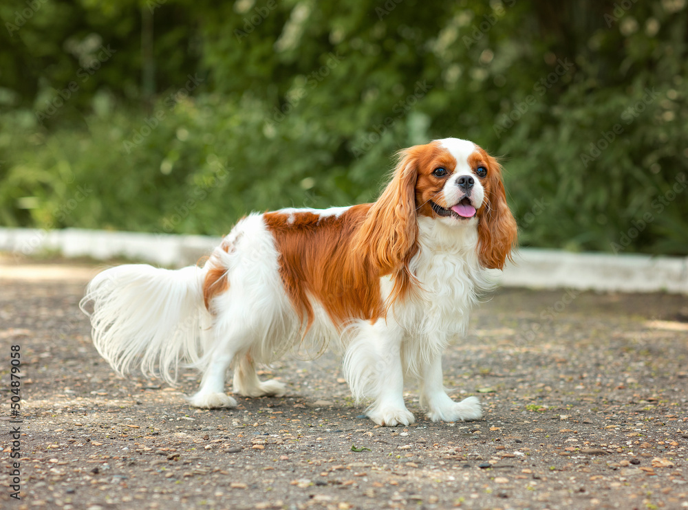 cavalier king charles spániel