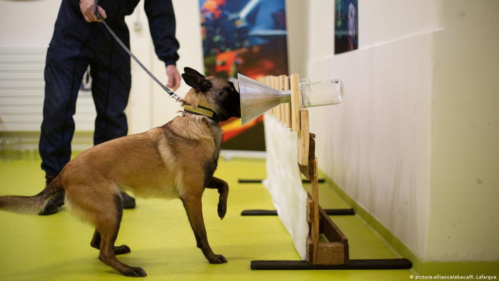 Verejtékmintákat szagoltatnak a kutyákkal, hogy képesek legyenek felismerni a koronavírust