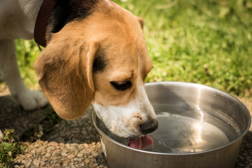 A dehidratáció megelőzésének egyik módja - mindig legyen a kutya előtt tiszta, friss víz