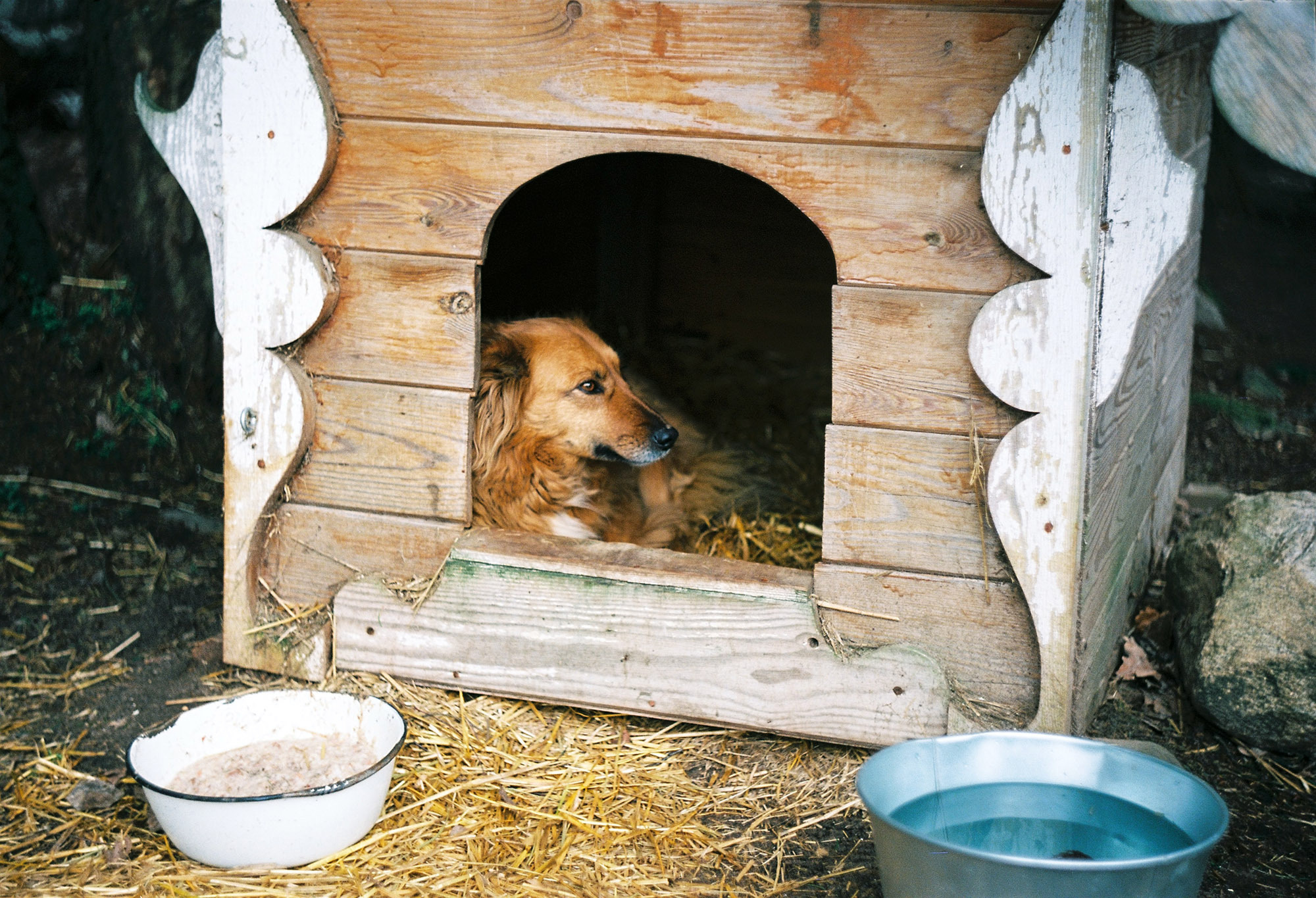 A kinti kutyák elsődleges menedéke a kutyaház