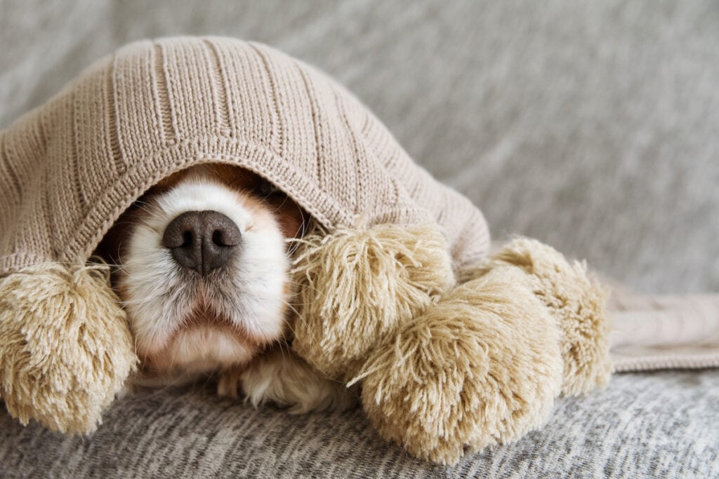 Fűtés - Sapkára talán nem lesz szüksége a kutyának, de egy pulóver jól jöhet