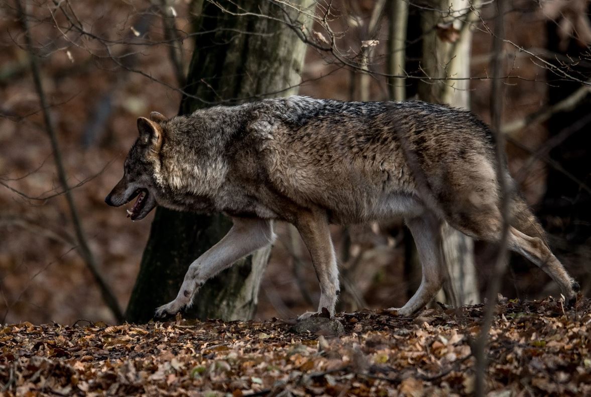 Új területet kereső farkas