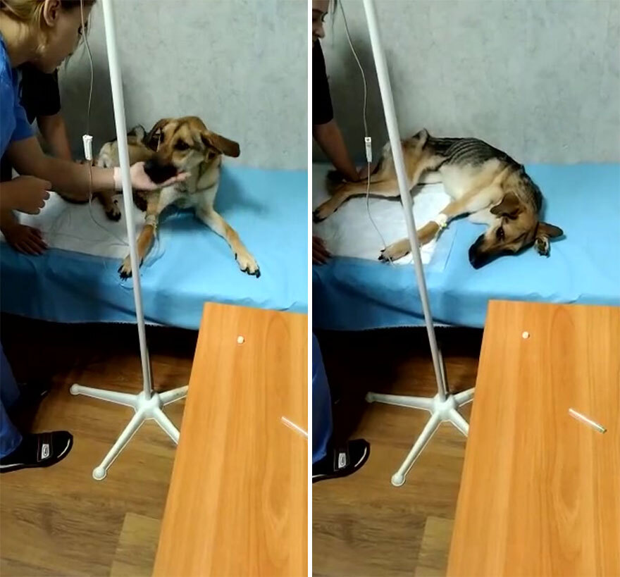 Rada, az éheztetett kutya az állatorvosnál