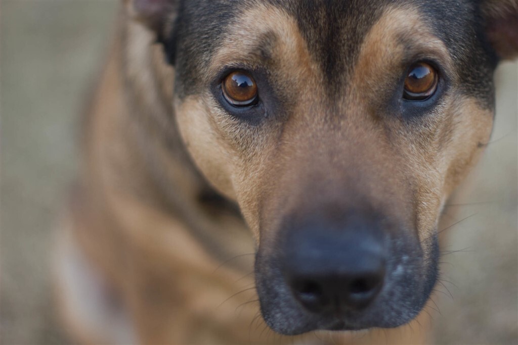 Kutyajólét - Soha ne büntessük meg azért a kutyát, ha megijedt vagy fél