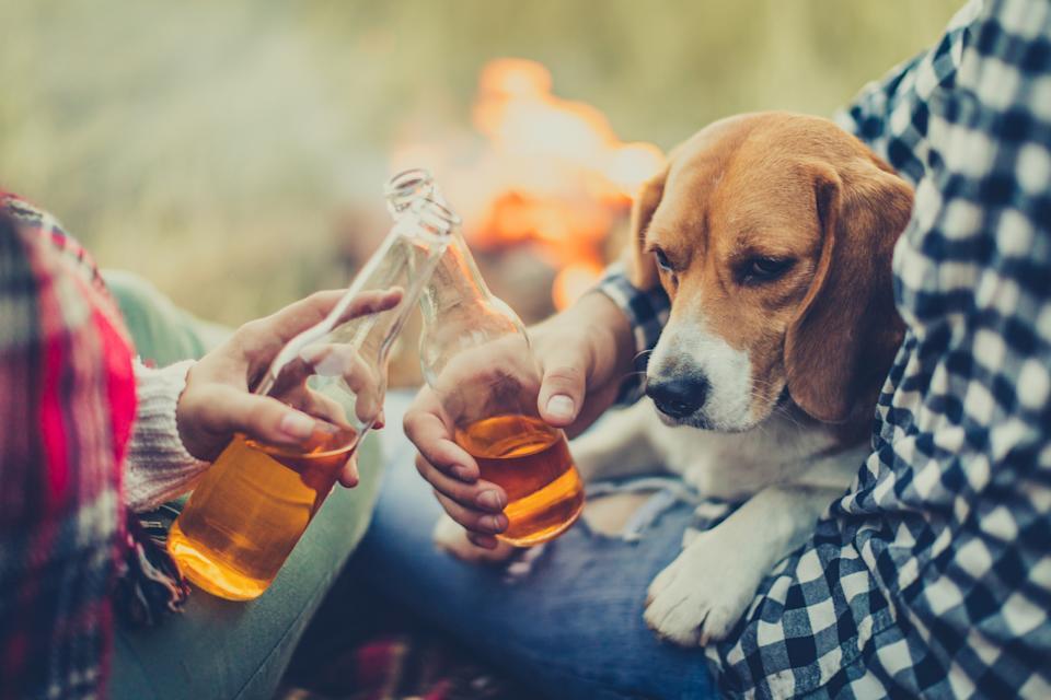 Az alkohol mérgezést okozhat kutyáknál is