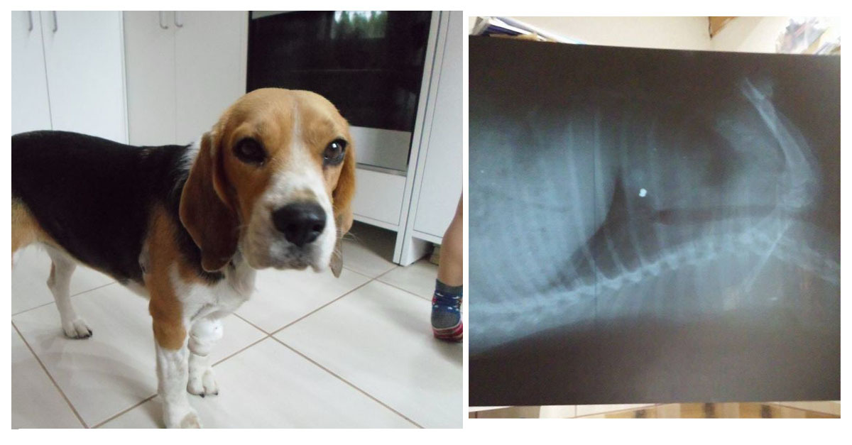 A beaglet a mellkasánál találta el a lövedék