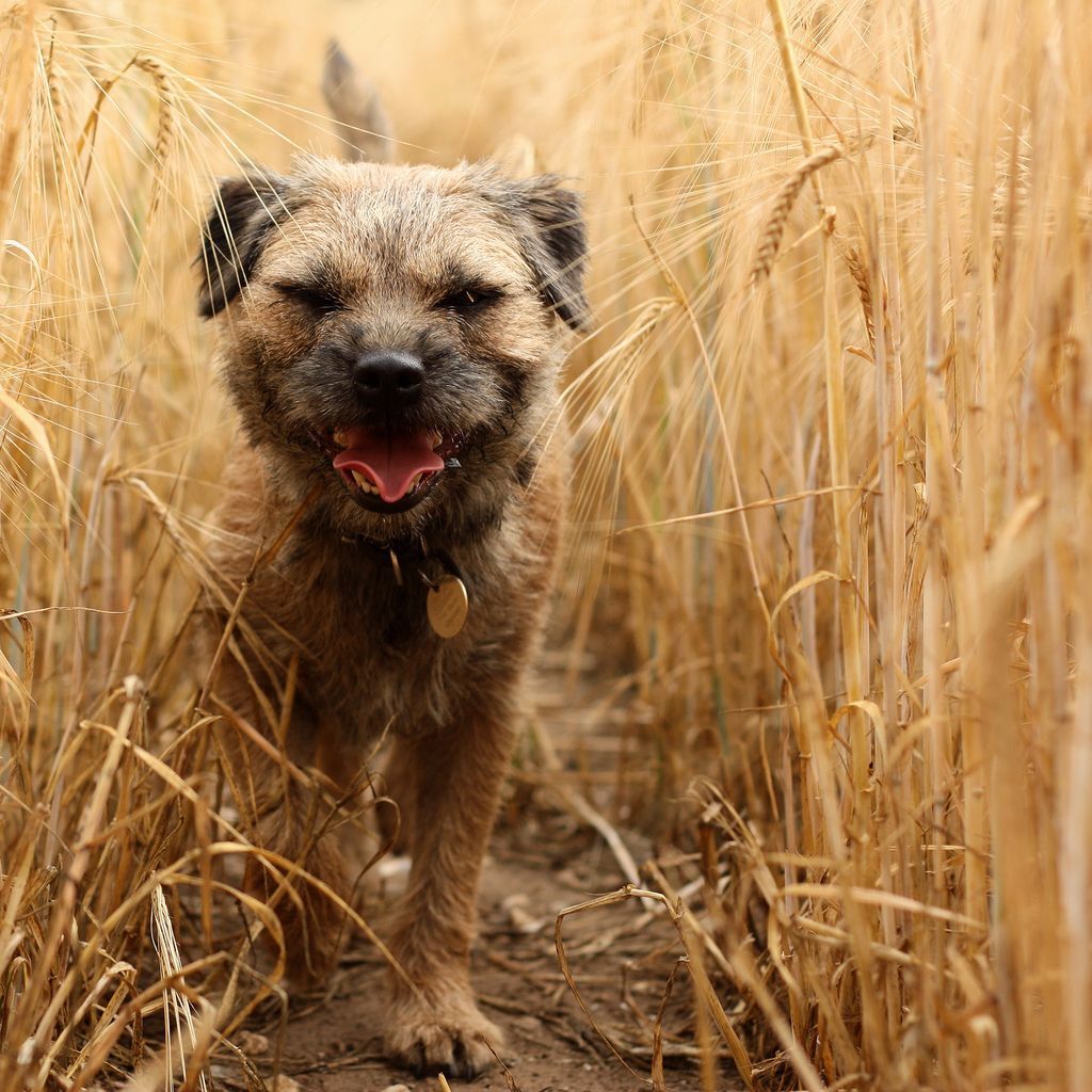 Toklász és a kutyák - A magas fűben, száraz évszakban még nagyobb a veszély