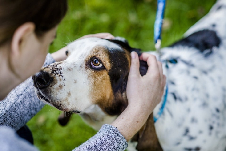 Gyomorcsavarodás műtétet követően odafigyelés, sok pihenés és szeretet segíti a kutya gyógyulását