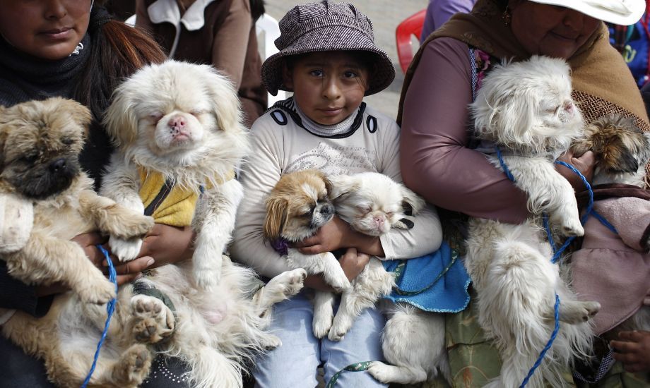 Megáldották a kutyákat Bolíviában