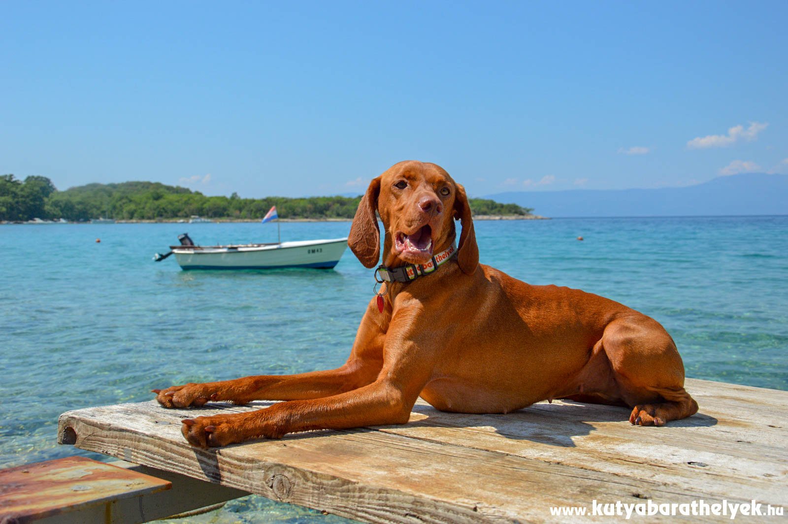 A kutyával érkező turisták is szívesen látott vendégek Horvátországban