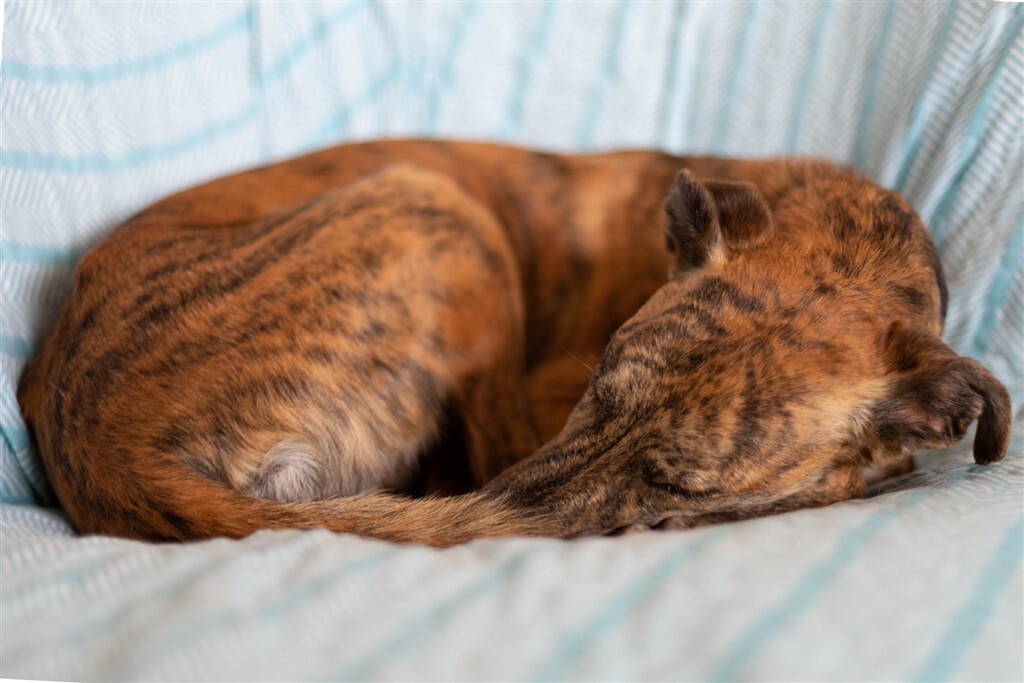 Alvás kutyáknál - Pillanatok alatt képesek álomba merülni