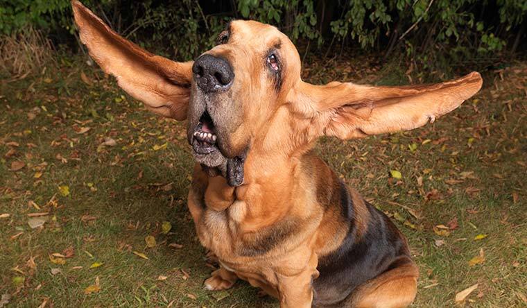 Guinness-rekord, a Leghosszabb Fülű Kutya - Tigger, az angol véreb