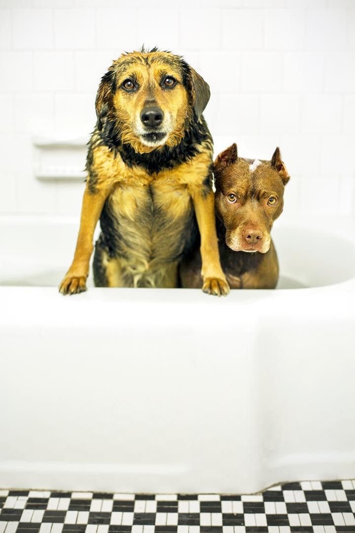 A két kutyus nem igazán szereti a fürdőkádban való fürdést...