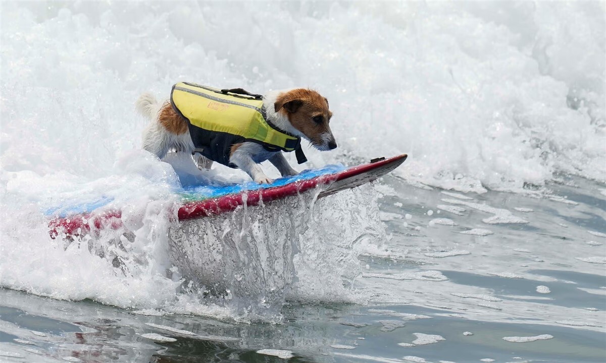 A Jack Russell Terrier imád gazdijával együtt szörfözni