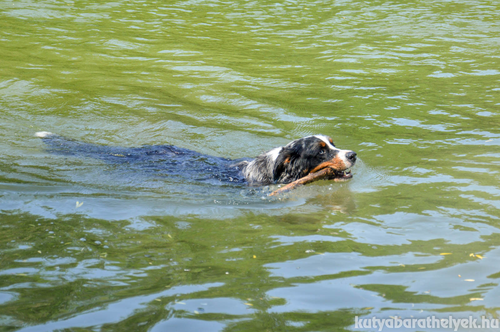 Nagyon élvezték a kutyák a hűs vizet
