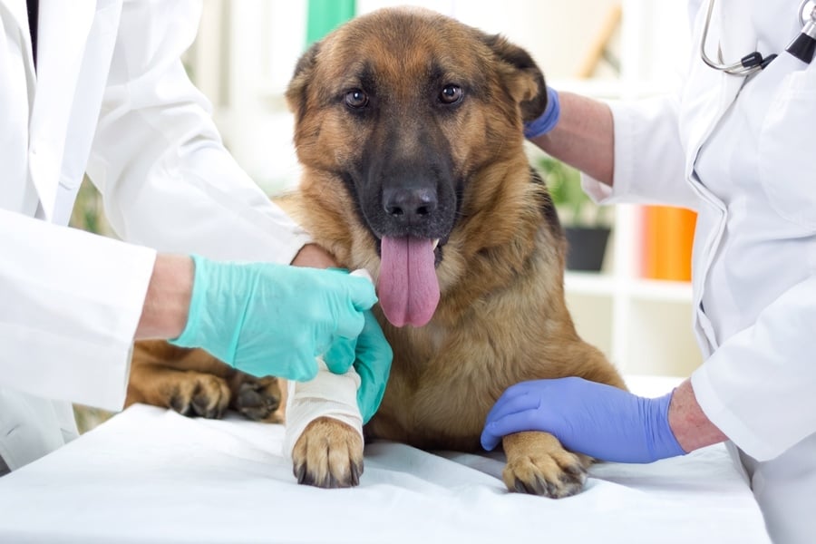 Fordítsunk gondot a rendszeres állatorvosi ellenőrzésre kutyánk egészségének megőrzése érdekében