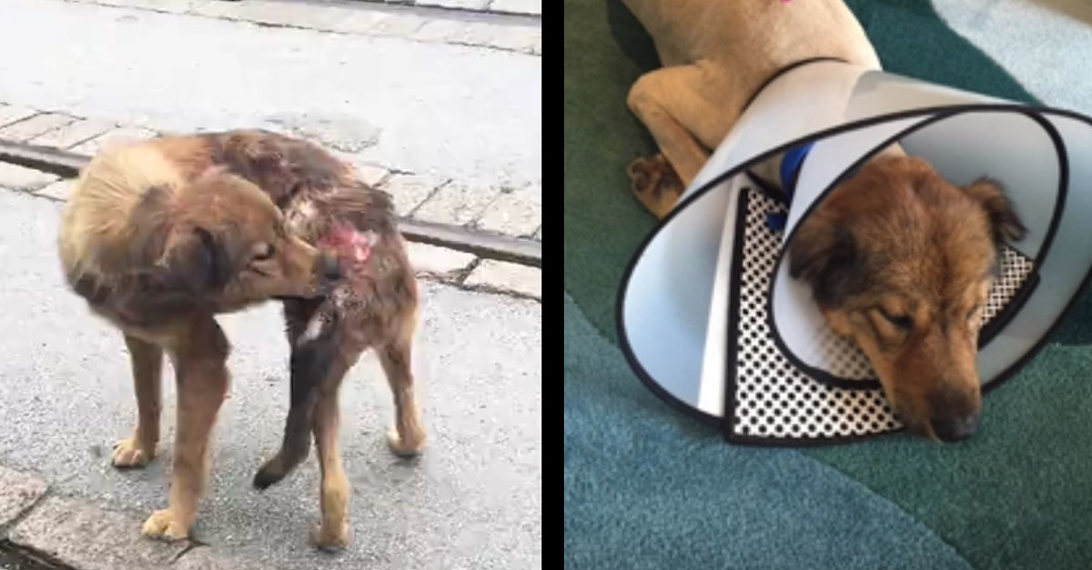 Sebesült kóbor kutyát mentett Orlando Bloom forgatása során