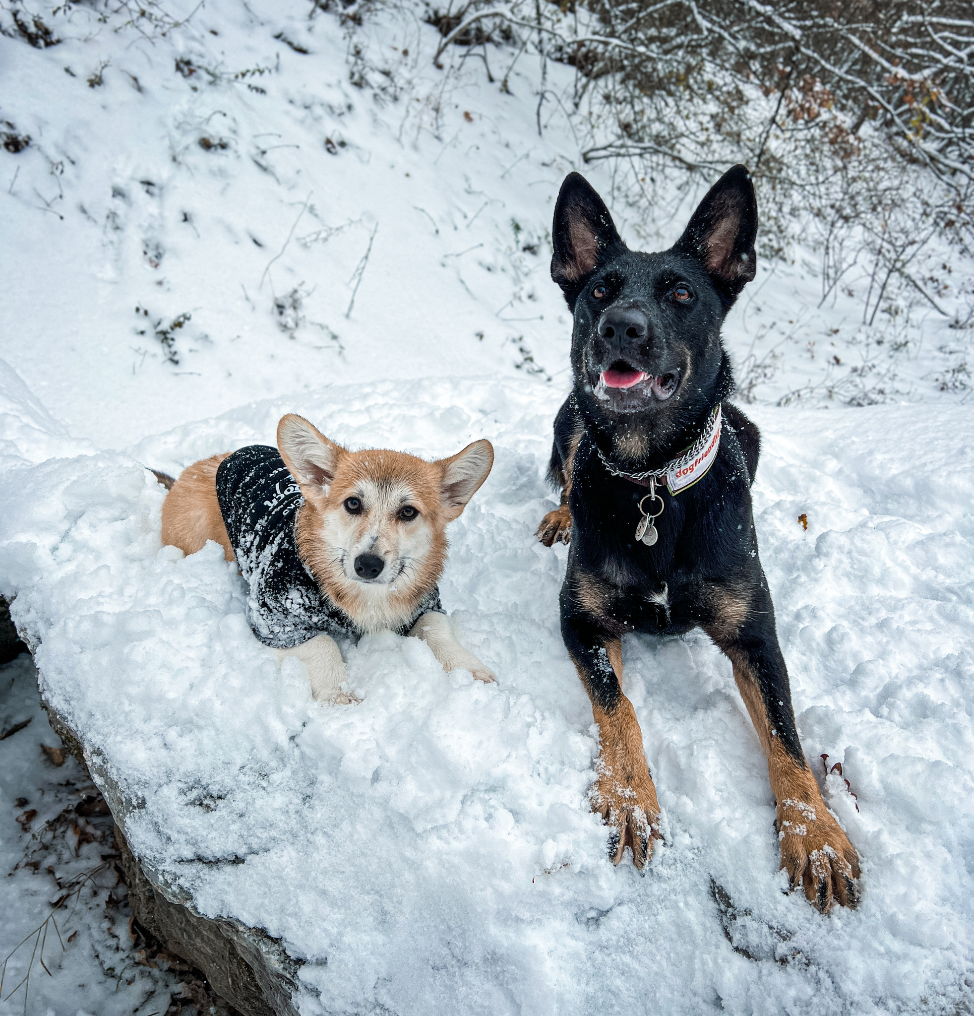 Téli csodavilágban jártunk kutyáinkkal Szilvásváradon