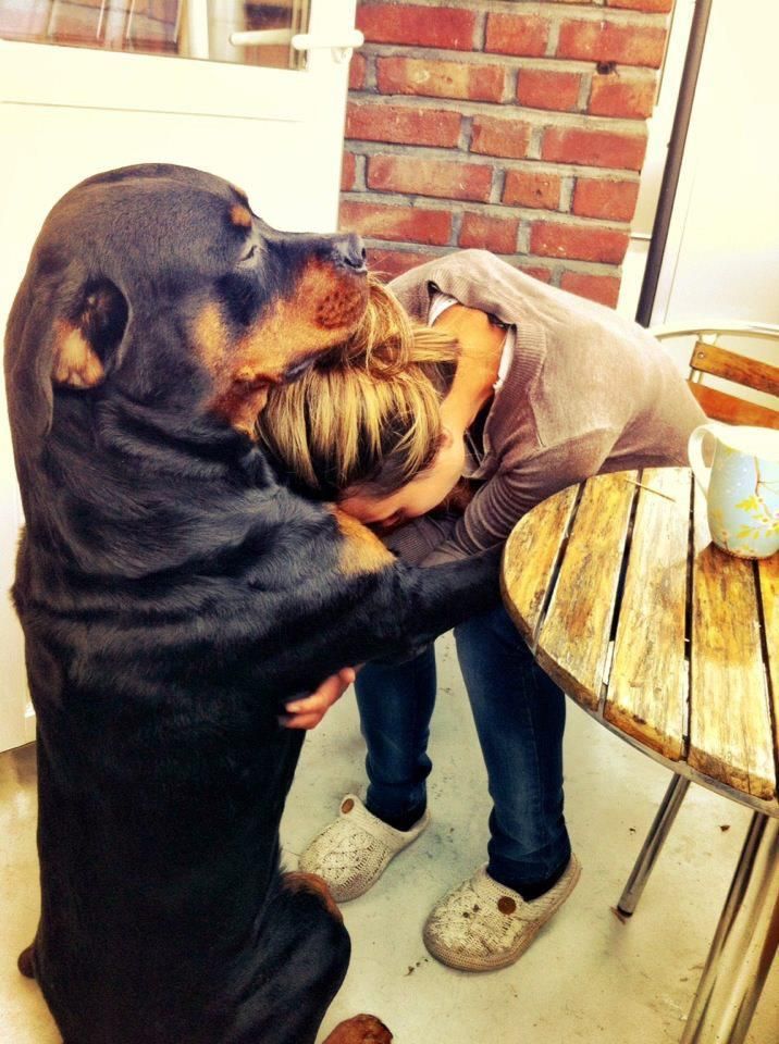Az őrző-védő kutyafajták képviselői, mint ez a Rottweiler, megfelelő kézben remek családtaggá válhatnak