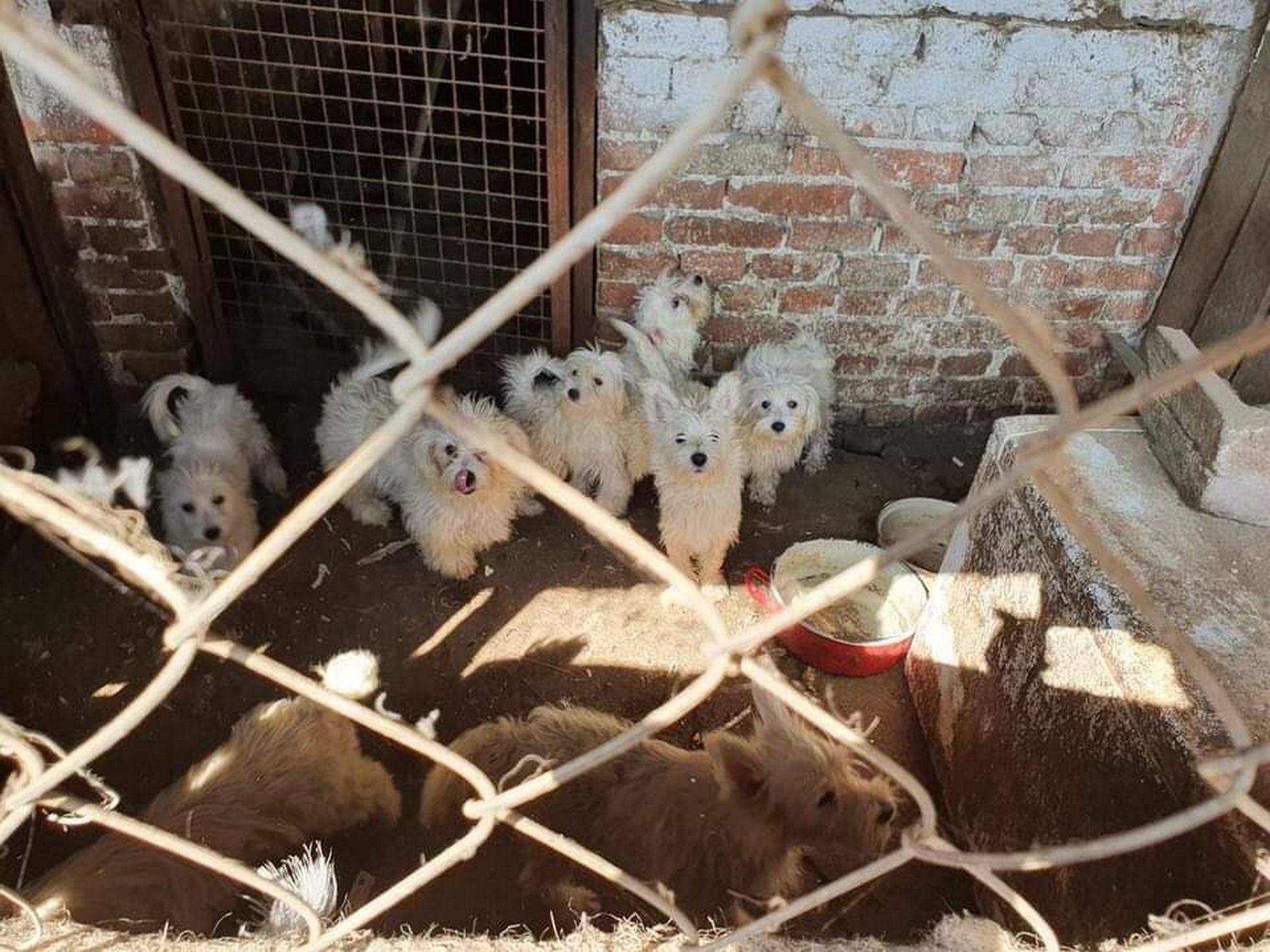 148 kutyát mentettek ki az állatvédők egy szaporítótelepről