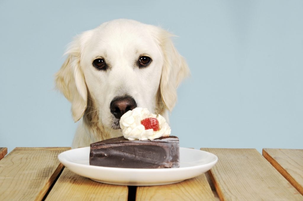 A csokoládétorta nem kutyának való - mérgezést okozhat