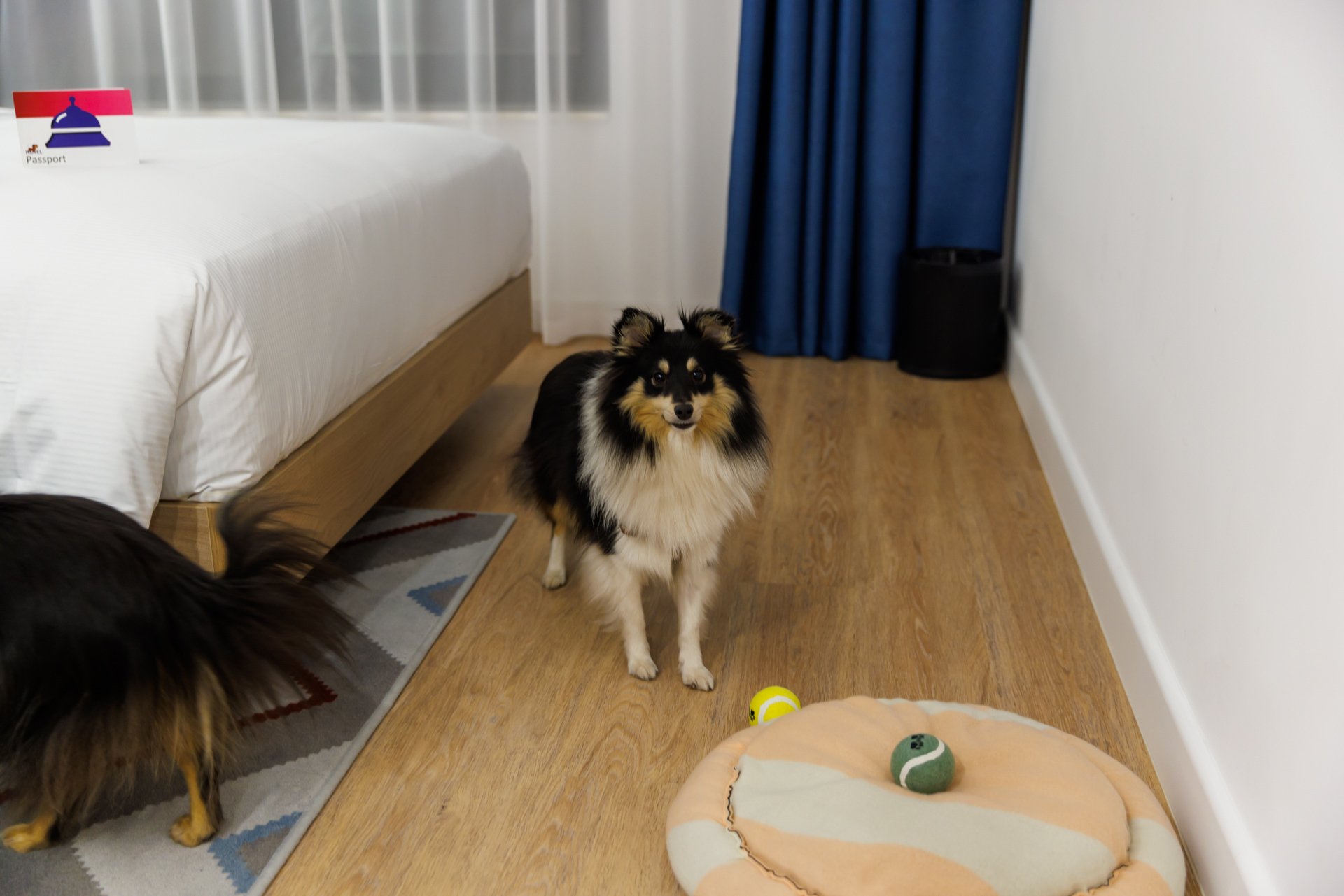 A kutyával érkező vendégek szobájában kutyaágy és etető, itatótálka is várja az ebeket