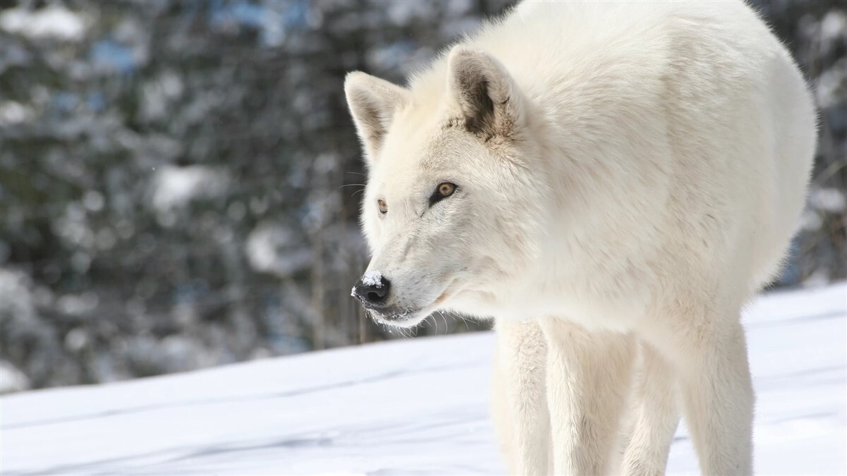 A kutyáknál meglévő domináns sárga szín a sarki farkasnál is megtalálható