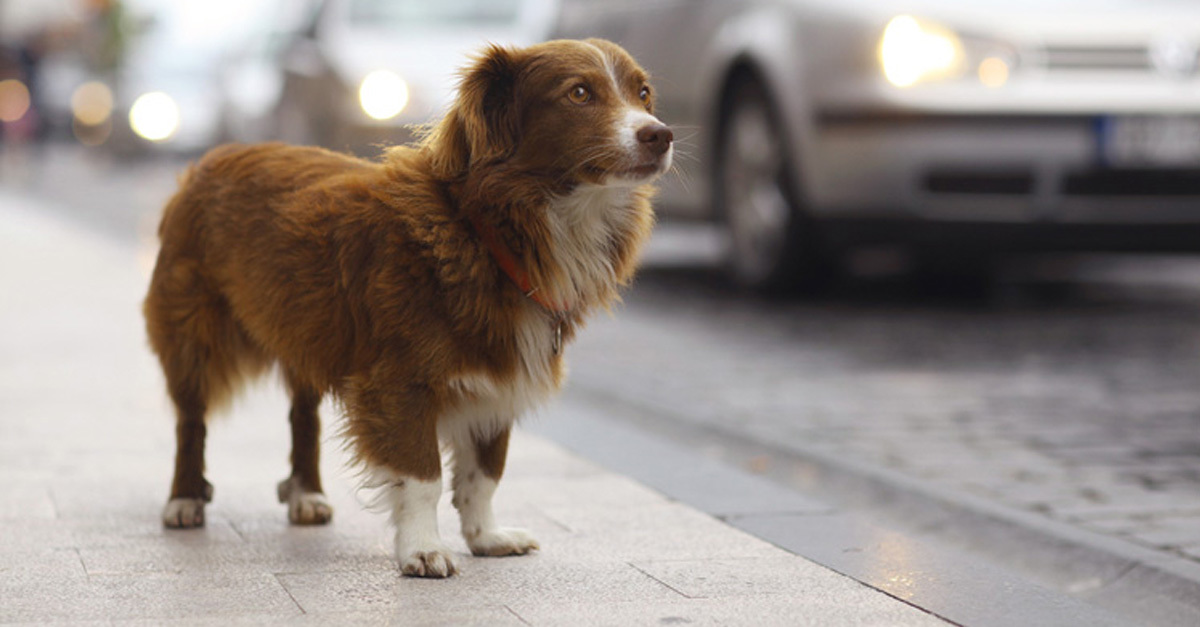 Az óvintézkedések és a figyelemfelhívó kampányok ellenére több a szilveszteri petárdázás miatt elszökött kutya 