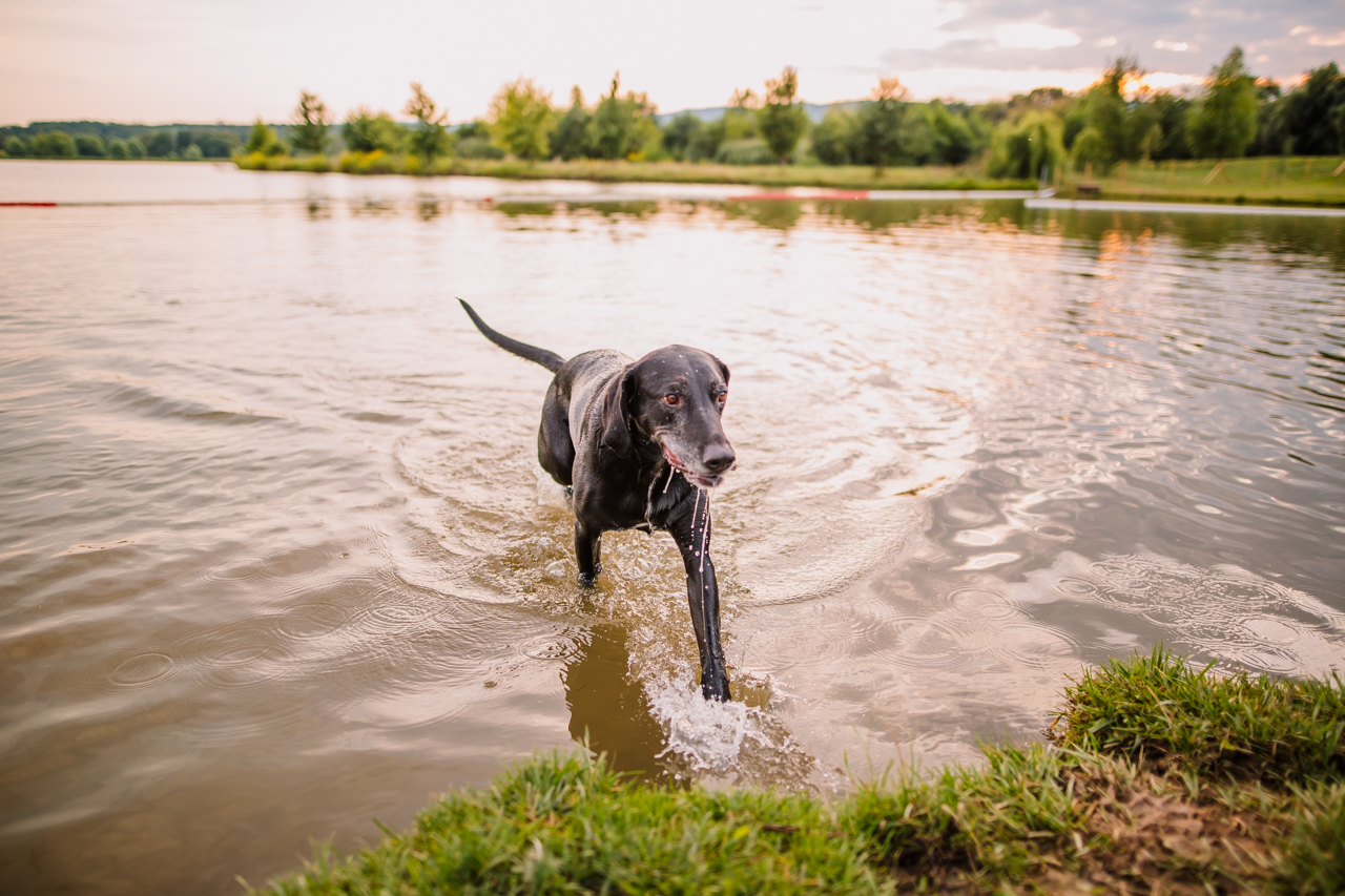 A sekély víz fokozatosan mélyül, így minden kutya biztonságosan pancsolhat