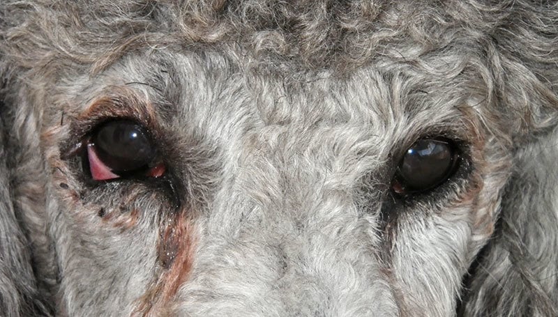 Könnyezés - a kutya szemének sérülésére utalhat