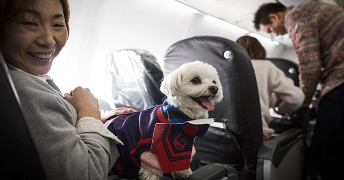Kutyák a repülő fedélzetén: Japánban már lehetséges