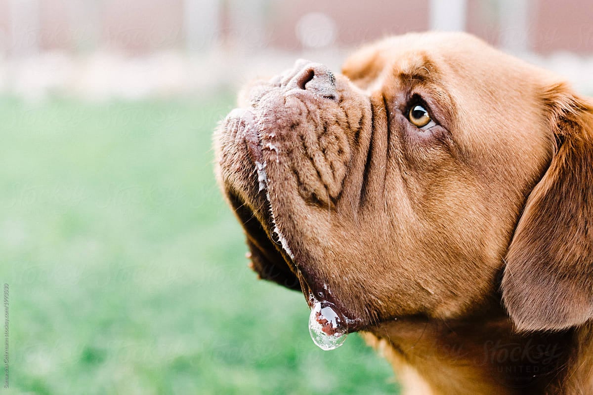 A rövid orrú kutyafajtáknál is megjelenhet a fokozott nyálzás