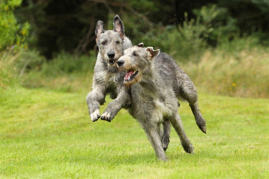 Óriás kutyafajták - Ír farkaskutyák vidám játéka